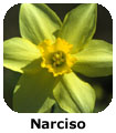 Narciso